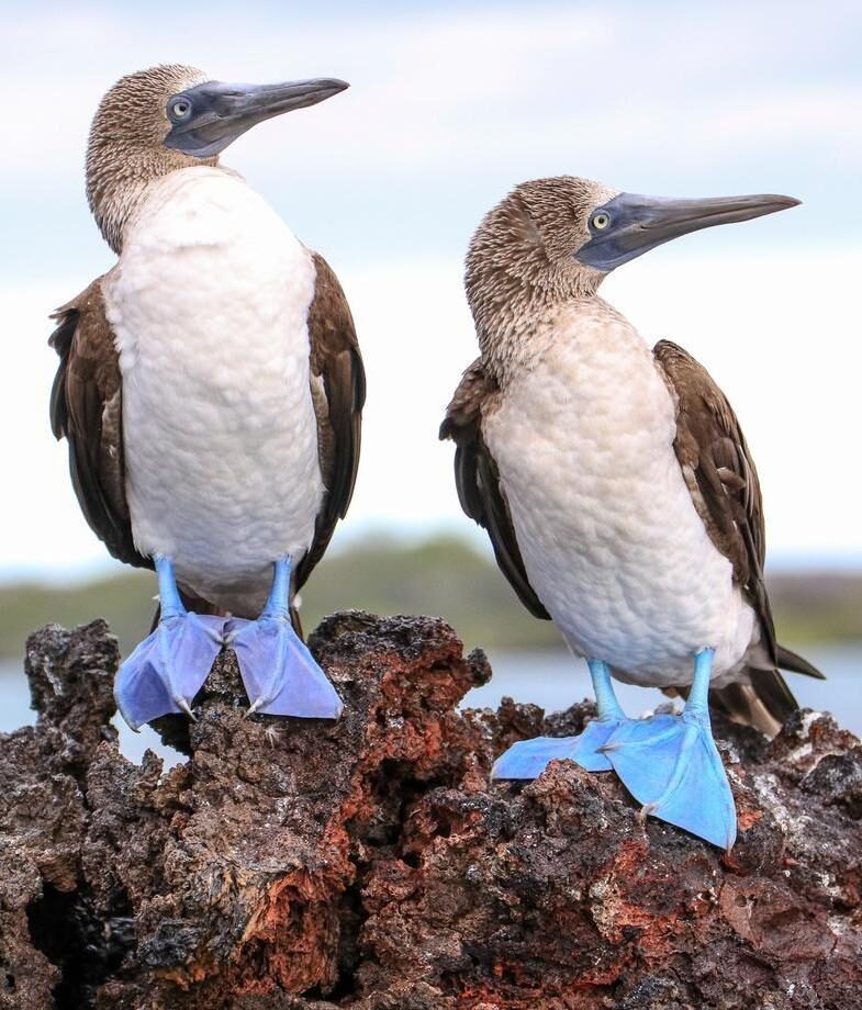 Two blue footed boobies perched side by side on a rock in the Galapagos islands
