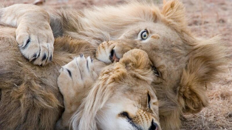 Close-up of two lions nuzzling and playing together on the dry ground in South Africa.