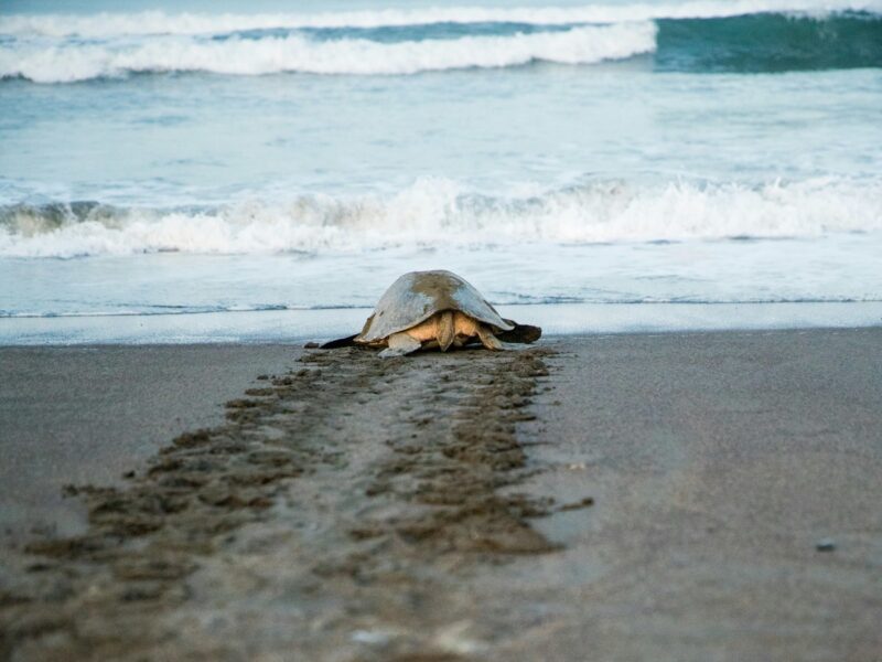 A sea turtle crawling toward the ocean on a sandy beach leaving visible tracks.