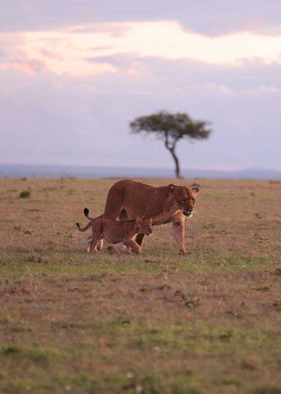 A lioness and her cub walking through a grassy field in Kenya during twilight.
