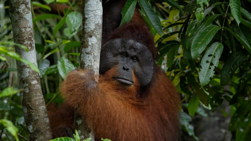 Close-up of a male orangutan with reddish fur holding onto a tree trunk in a lush tropical jungle.