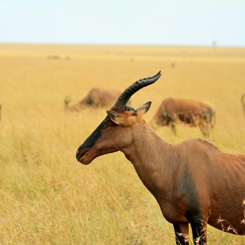 A Topi antelope stands in a field of tall yellow grass in the African wilderness.