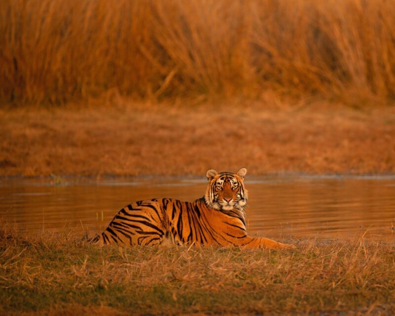 A tiger lies in golden grass by a lake at sunset, looking directly toward the camera in a scenic landscape.