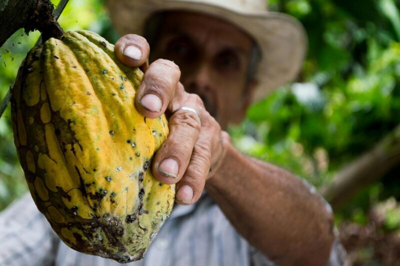 A man's hands hold a large, textured yellow cacao pod hanging from a tree in a tropical forest.