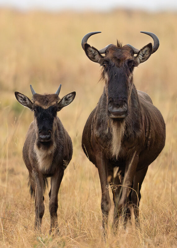 Two wildebeests, one large and one small, stand facing the camera in a field of tall yellow grass.