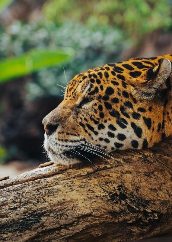 Close-up of a jaguar with black spots resting its head on a large wooden log in a natural habitat.