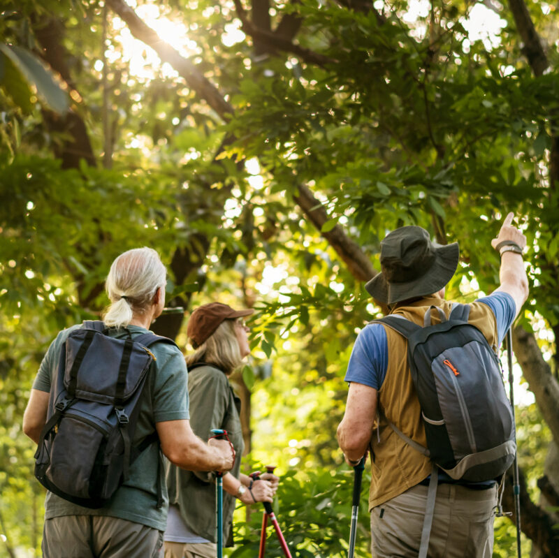 Seniors trekking in a forest