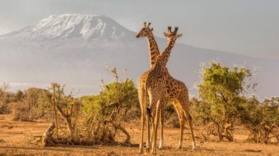 Two giraffes in kenya standing in a savanna with the snow-covered peak of Mount Kilimanjaro in the distance.