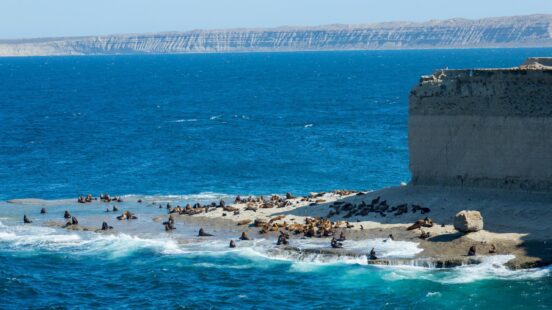 A colony of sea lions basking on a rocky shoreline in argentina peninsula valdes against a blue ocean background.