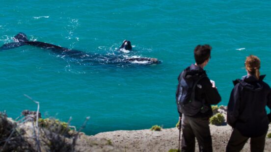 Two people looking down from a cliff at whales swimming in turquoise water in argentina peninsula valdes.