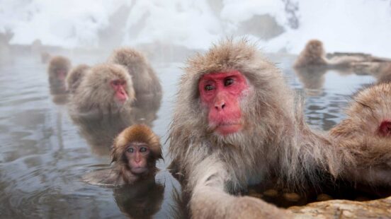 Japanese macaques with red faces soak in a steaming hot spring during winter on a snow monkeys japan trip.