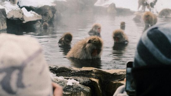 Several snow monkeys japan bathing in a hot spring while being photographed by people in the foreground.
