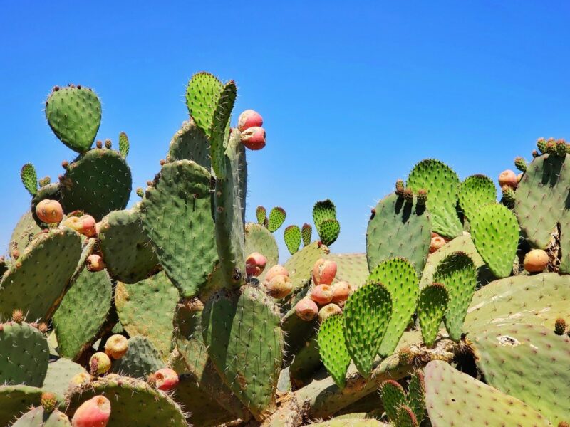 Green prickly pear cactus with red fruit under a blue sky in Mexico.