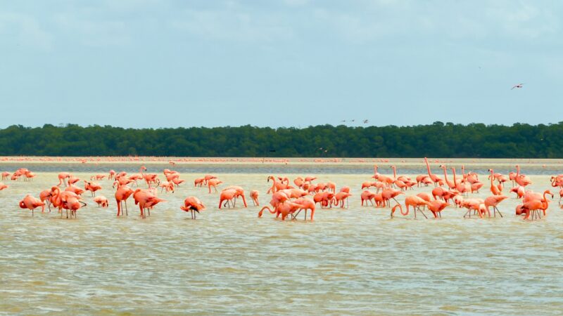 A flock of pink flamingos stands in a lagoon during a Mexico family vacation.
