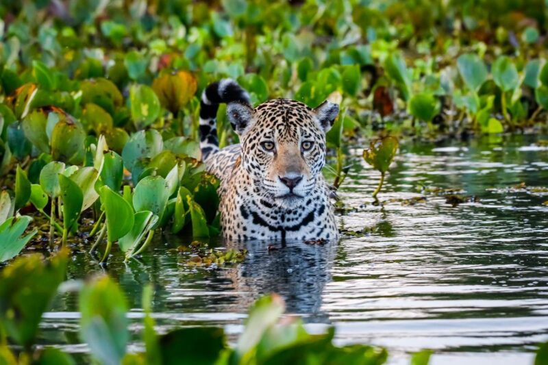 A jaguar swimming through green water plants in the Brazilian Pantanal.