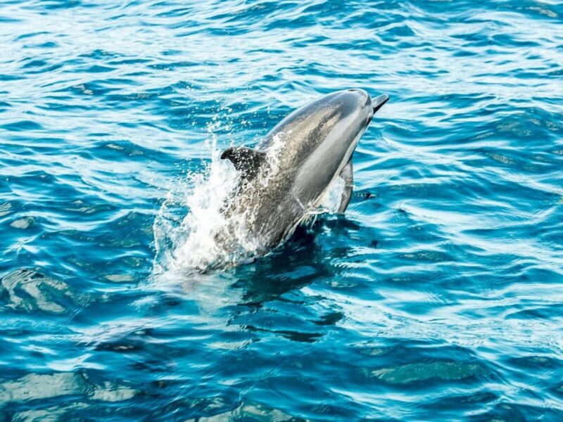 A dolphin jumping out of the blue ocean water in Fernando de Noronha, Brazil.