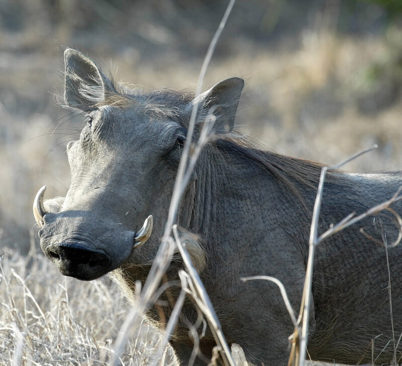 Desert Warthog, Phacochoerus aethiopicus, male portrait, Gorongosa National Park, Mozambique