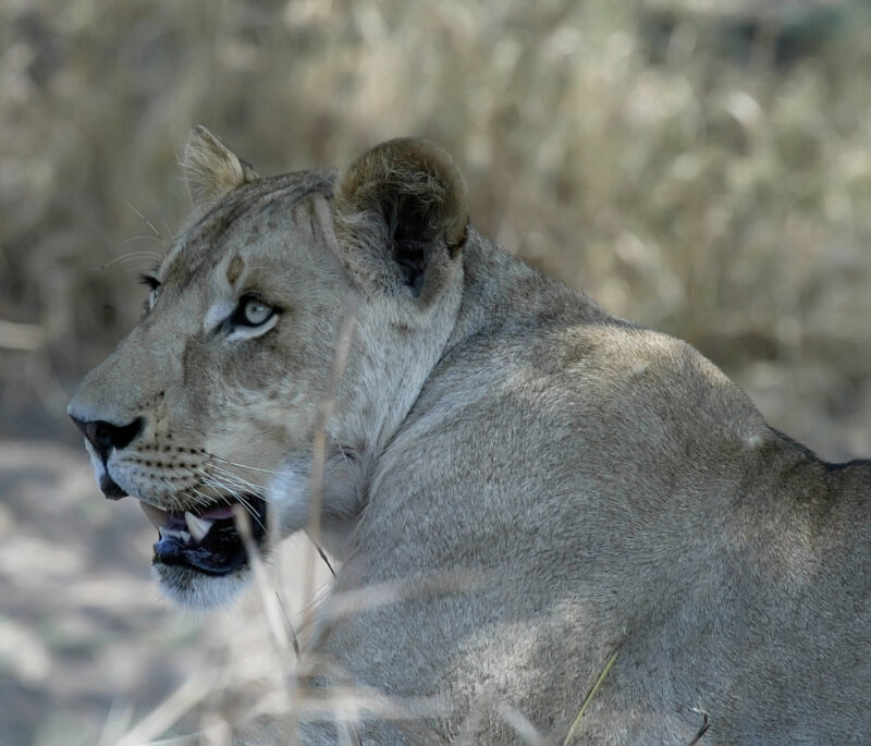 portrait of a lioness, Gorongosa National Park, Mozambique