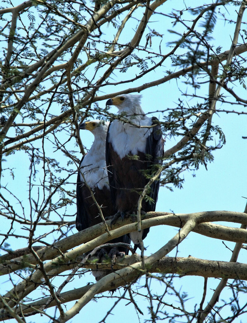 Couple African Fish Eagle, Haliaeetus vocifer, Gorongosa National Park, Mozambique