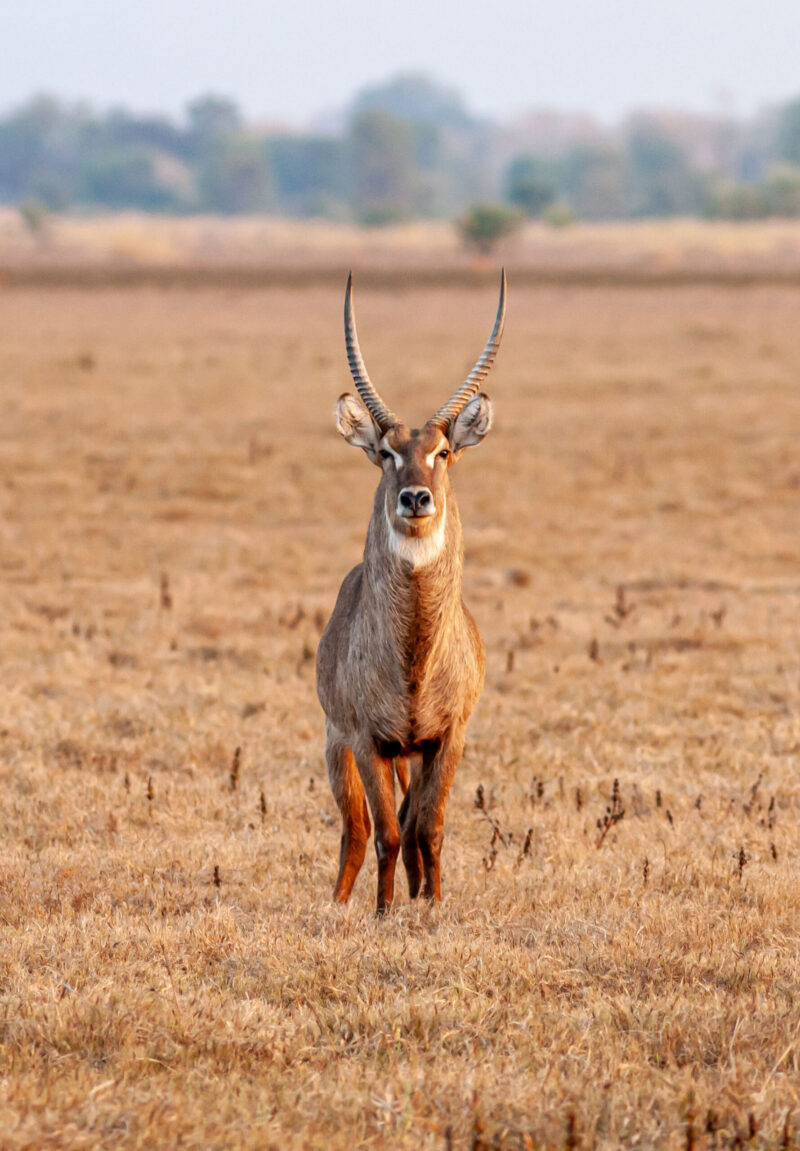 Waterbuck (Kobus ellipsiprymnus), male