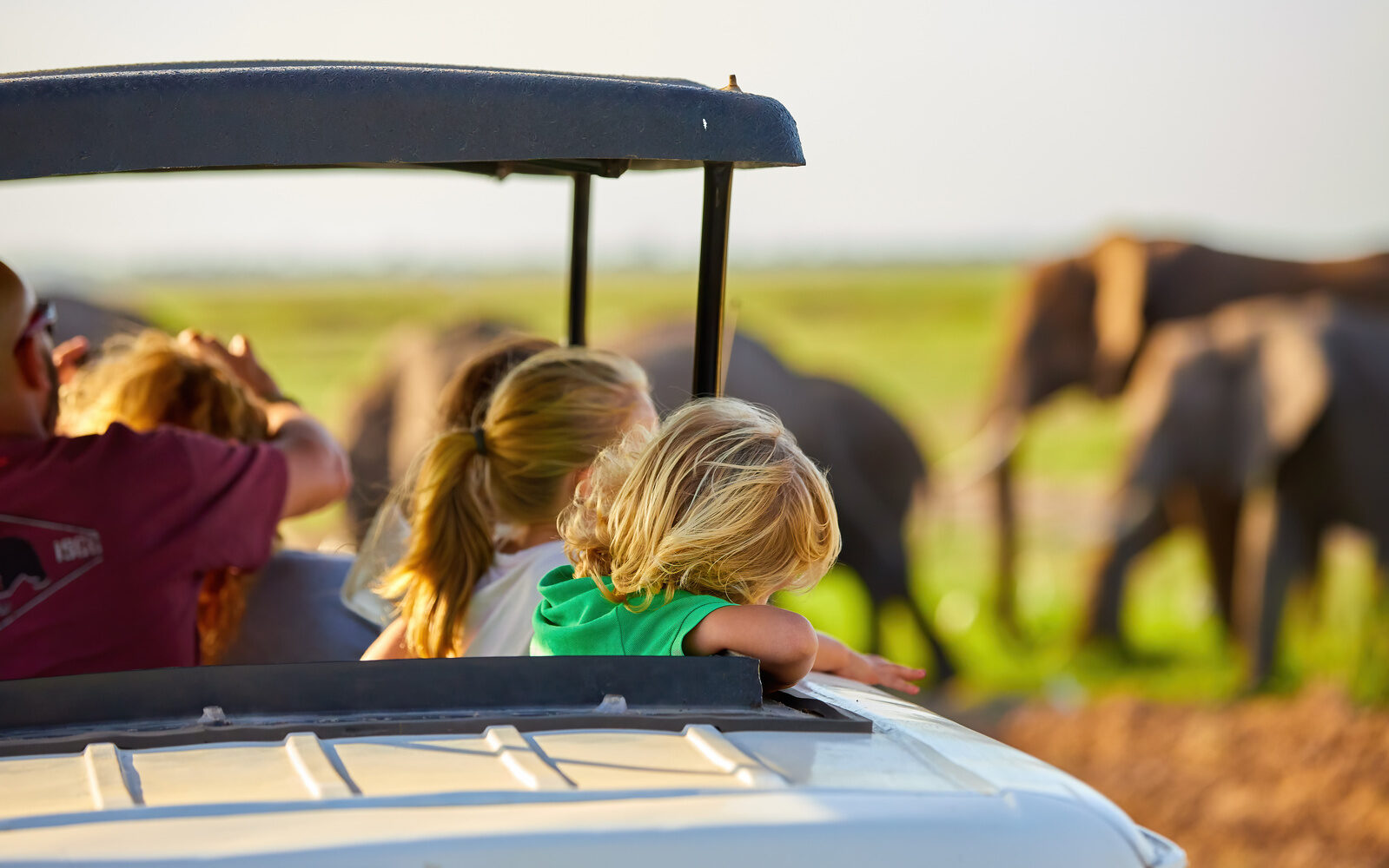 Spot Kenyax27;s incredible wildlife on game drives