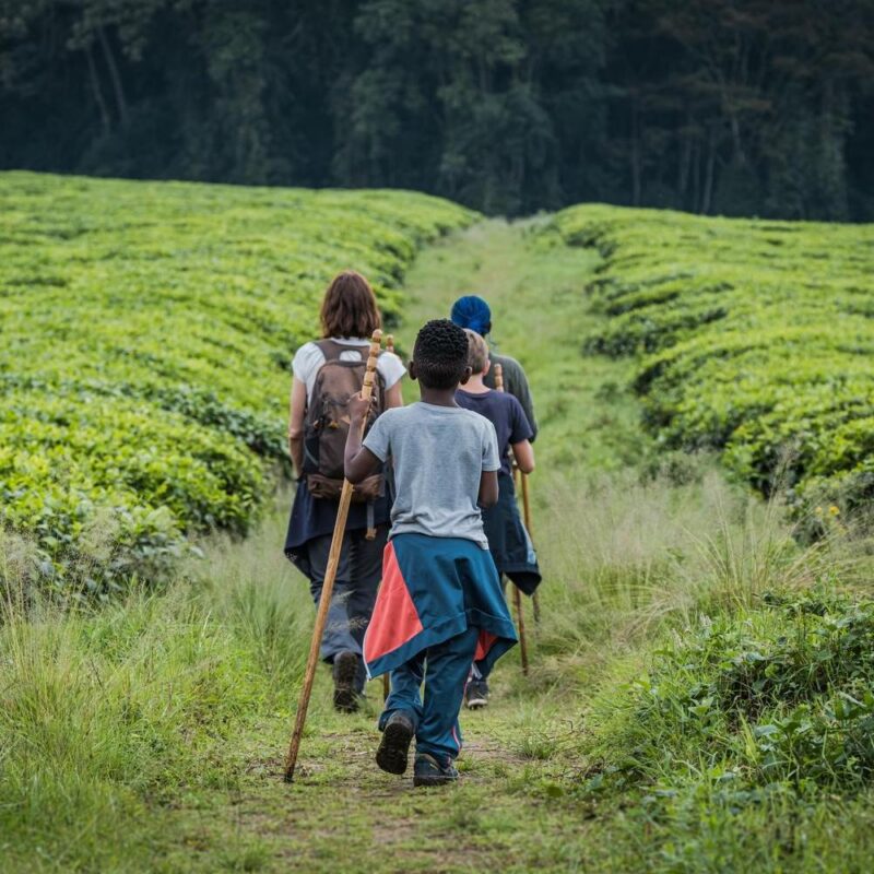 A group of people with walking poles trekking across a tea plantation in Rwanda's Nyungwe Forest