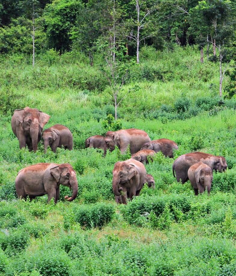 Spot wildlife above and below the waves, with elephants in Kui Buri and snorkelling in Koh Samui