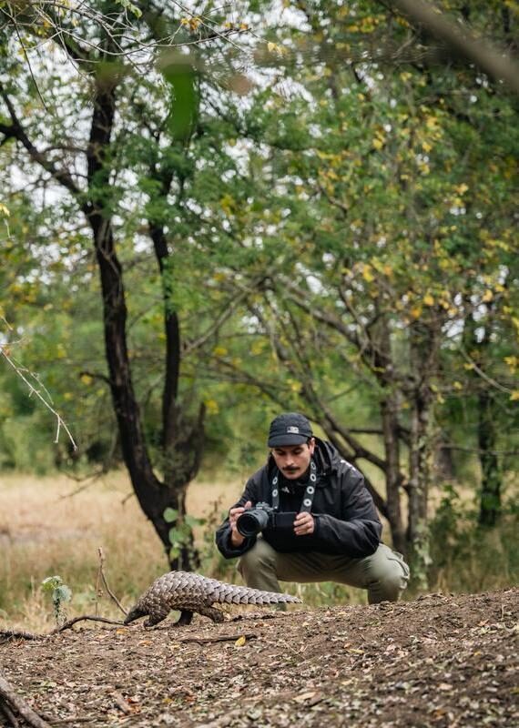 A man with a camera crouches behind a pangolin walking across a dirt mound in Gorongosa National Park.
