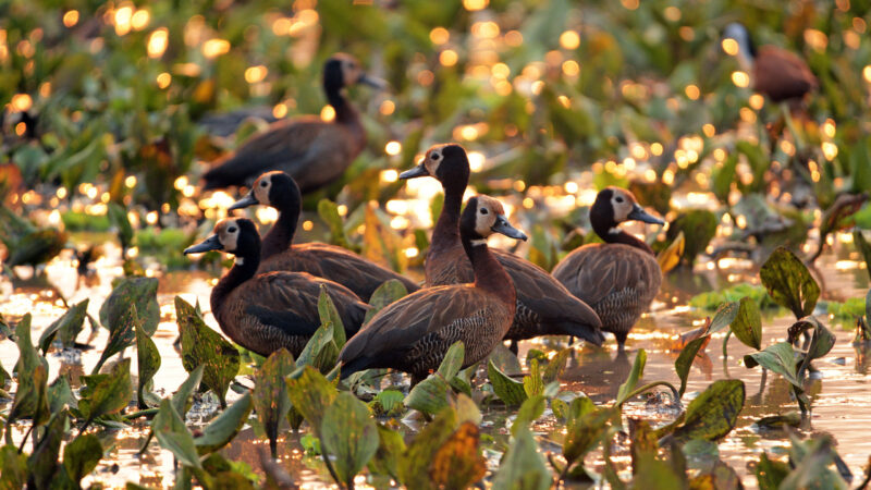 Several white-faced whistling ducks standing in a marsh at sunset in Gorongosa National Park.