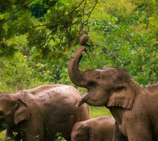 Elephants are a common sight in Kui Buri national park