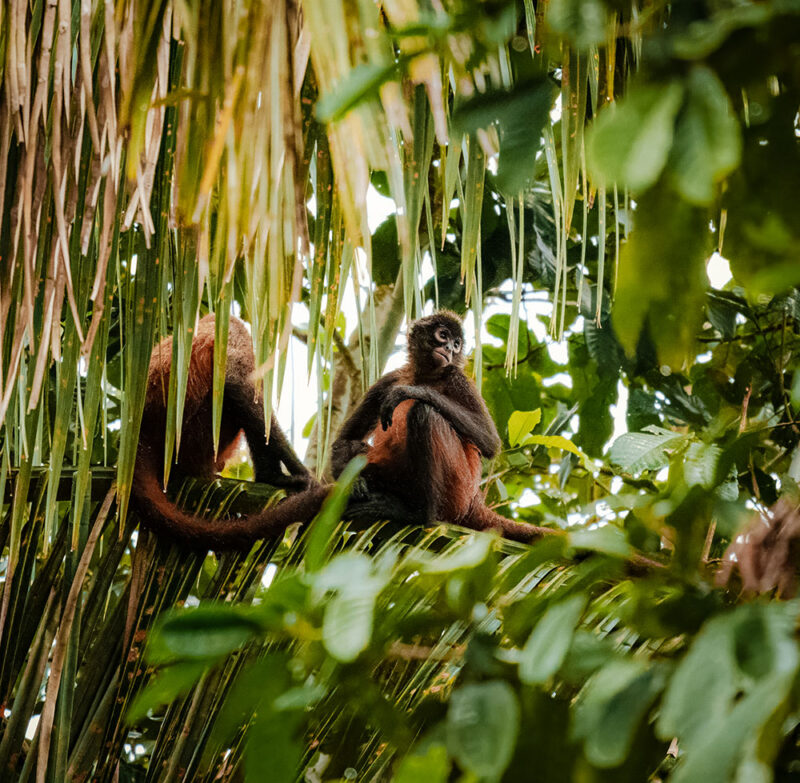 Two spider monkeys sitting on a branch surrounded by vibrant green leaves.
