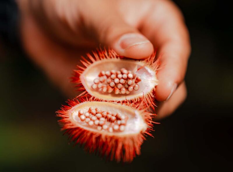Achiote is a plant in Costa Rica used for its vibrant red pigment. A hand holds the fruit to show the pigment inside.