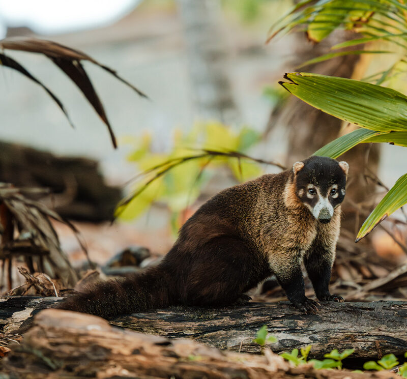 A coati, a mammal native to South America, looks directly into the camera.