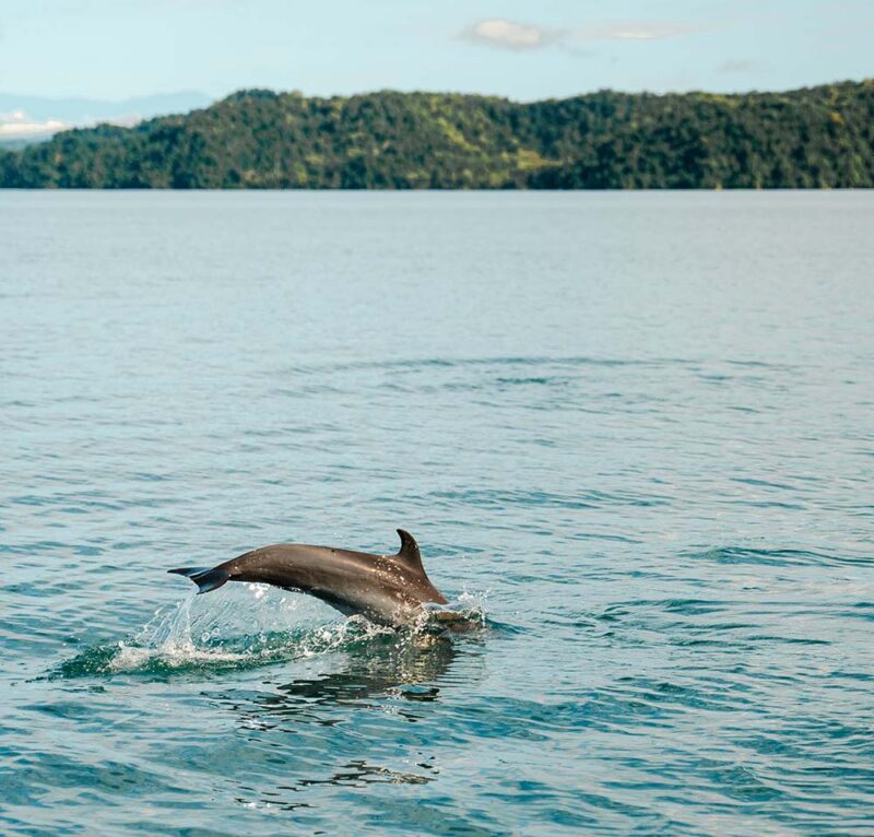 A dolphin's tail splashes into the ocean.
