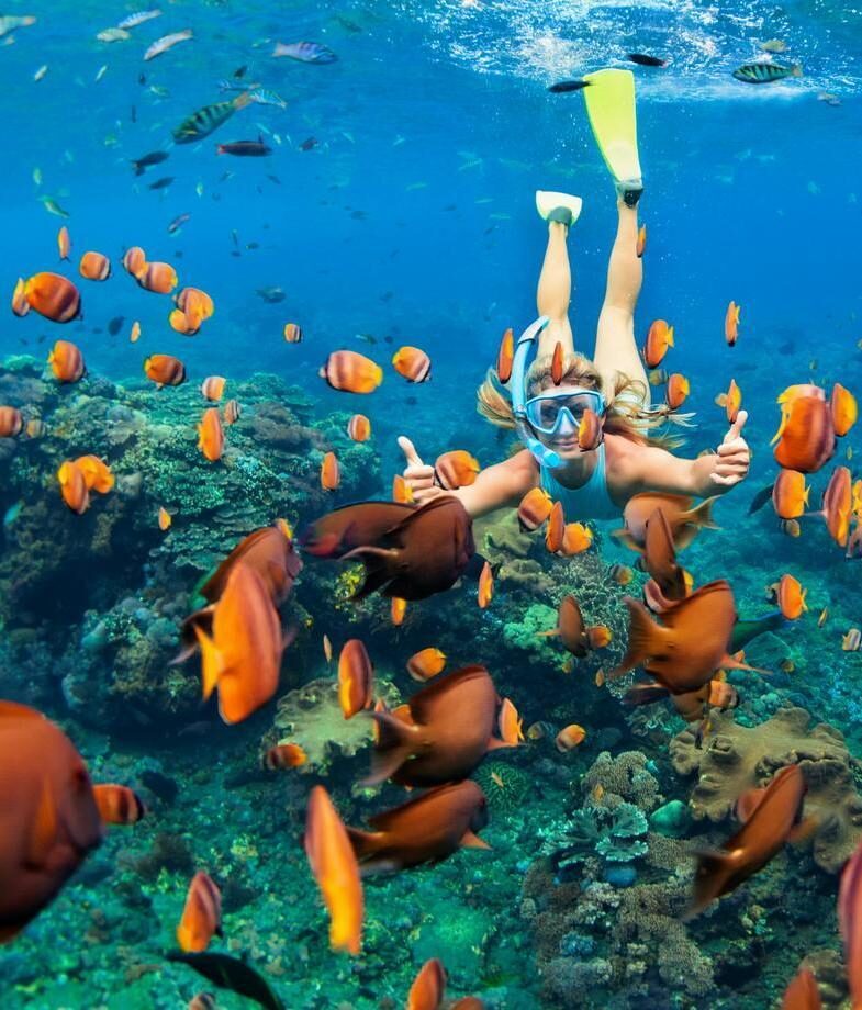 Spot wildlife above and below the waves, with elephants in Kui Buri and snorkelling in Koh Samui