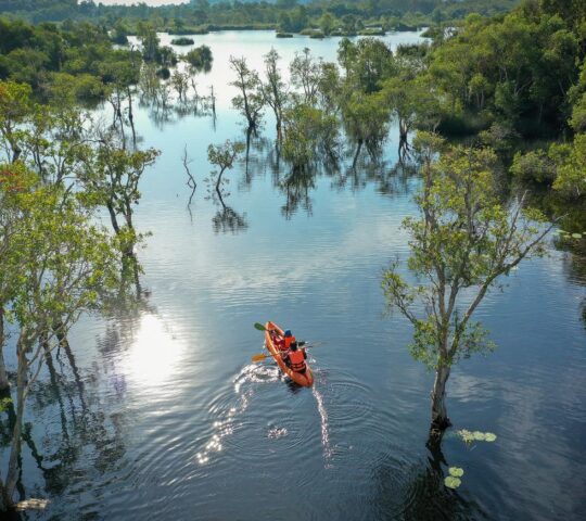 Look out for wildlife among the mangrove forests