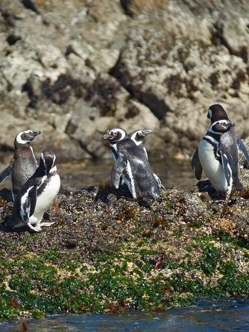 Several black and white penguins standing on dark, algae-covered rocks by the blue sea.