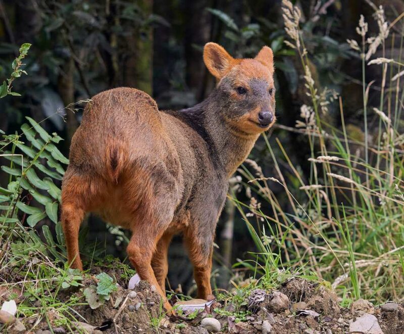 A pudu deer with dark facial markings standing among green ferns and grass.