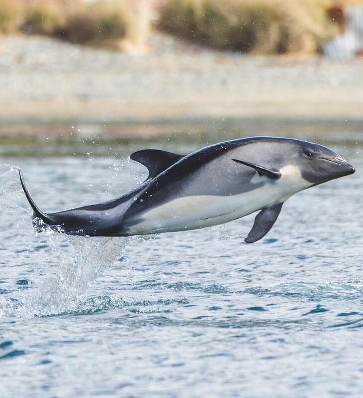 A black and grey Peale's dolphin leaping mid-air over blue ocean water with white sea spray.