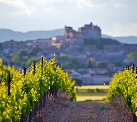 Sample the fruits of Provence's vineyards