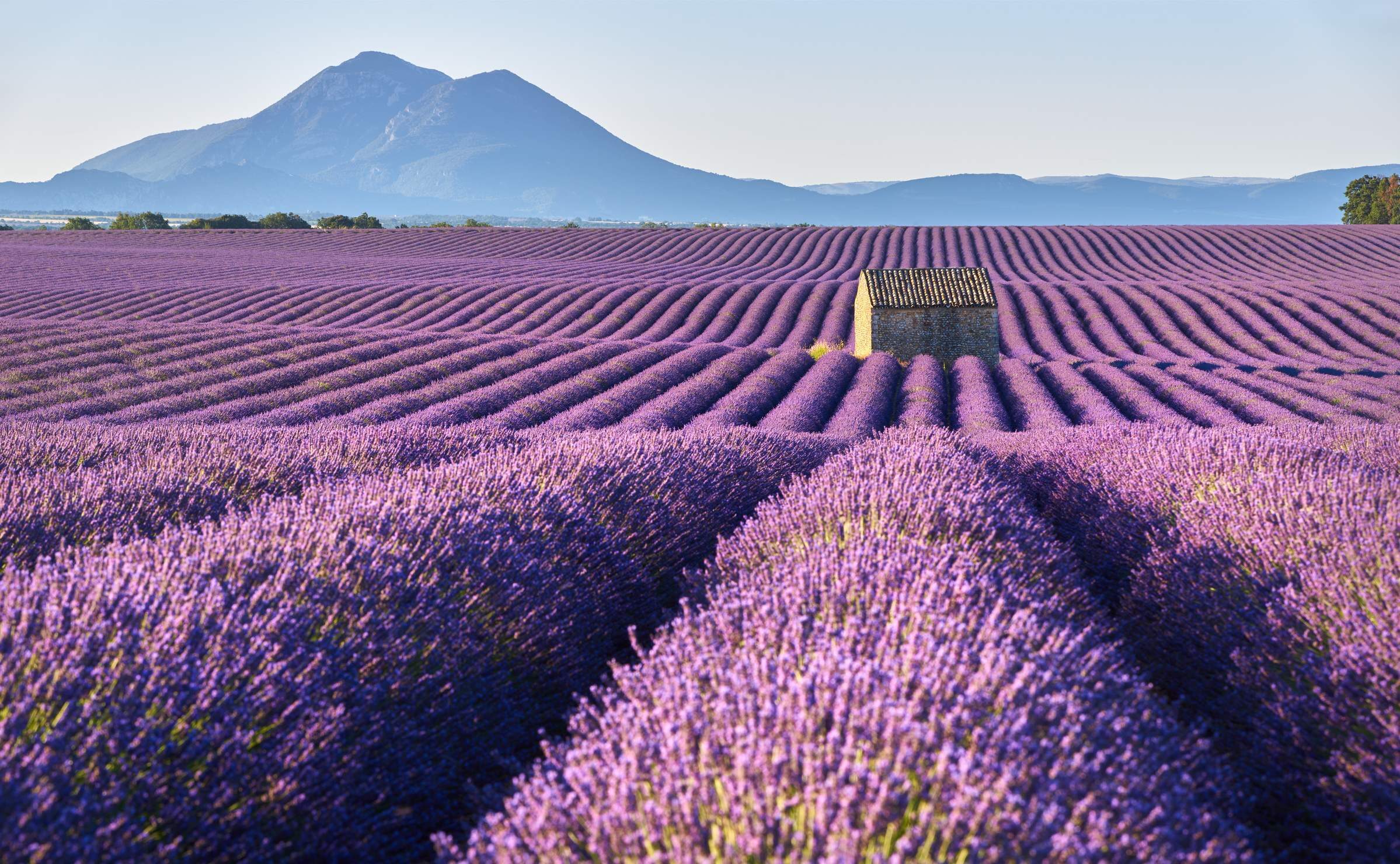 Lavender fields in Provence with a small stone cottage in the middle