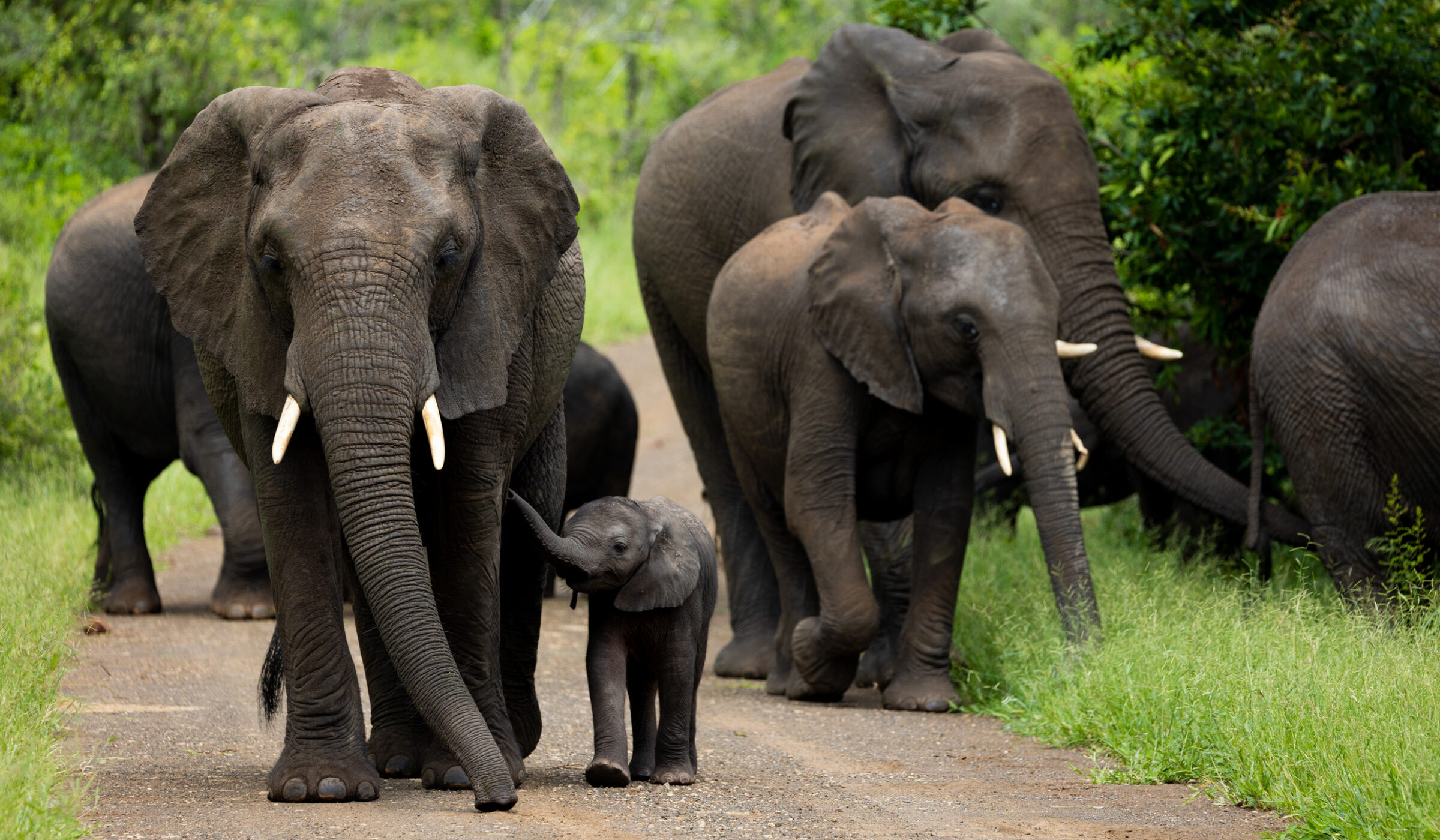 A herd of elephants with a small baby calf walking on a dirt path during the safari green season in Africa.