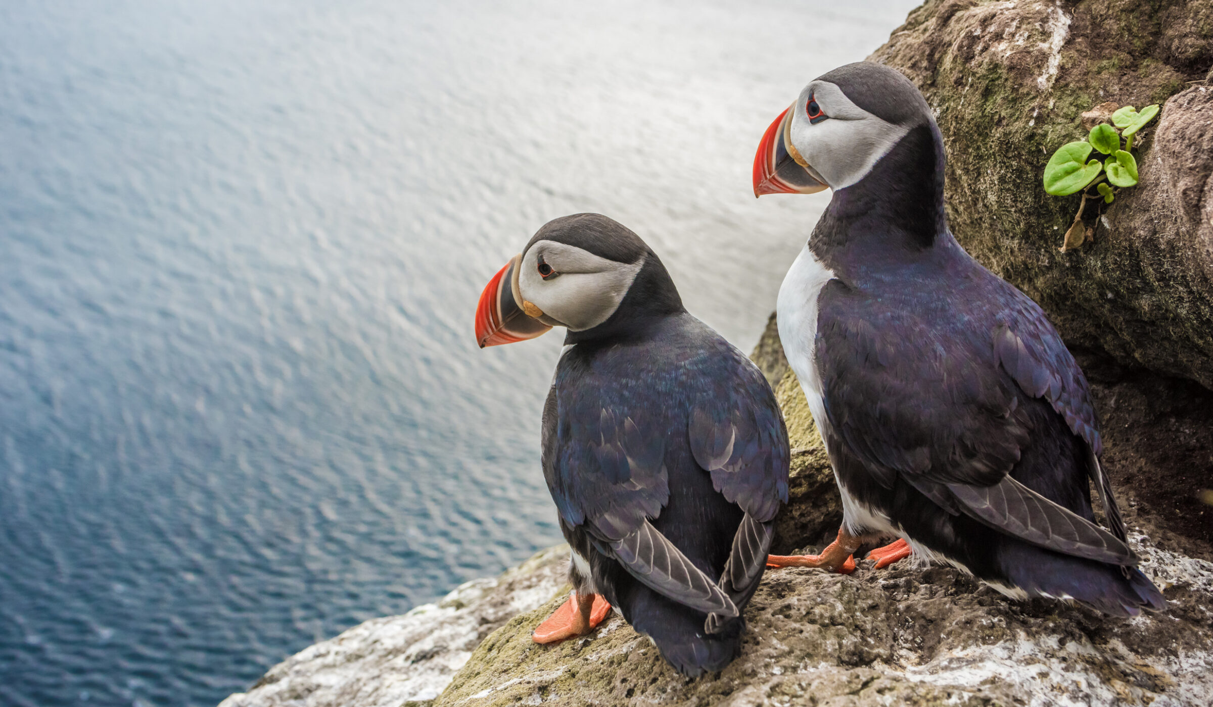 Two Atlantic puffins perched on a rugged rock cliff overlooking the blue ocean in the Westfjords.