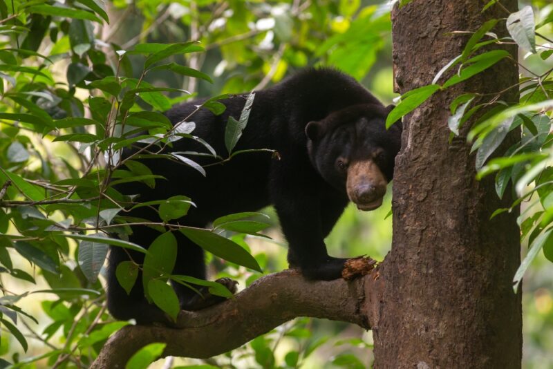 Bornean sun bear on tree, Sepilok, Borneo, Malaysia