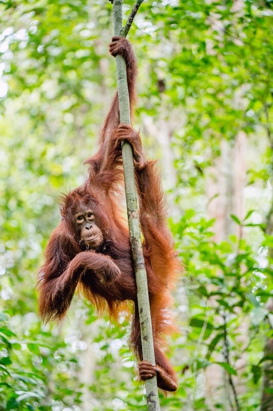 Bornean orangutan (Pongo pygmaeus) on the tree. Wild nature. Central Bornean orangutan ( Pongo pygmaeus wurmbii ) in natural habitat. Tropical Rainforest of Borneo