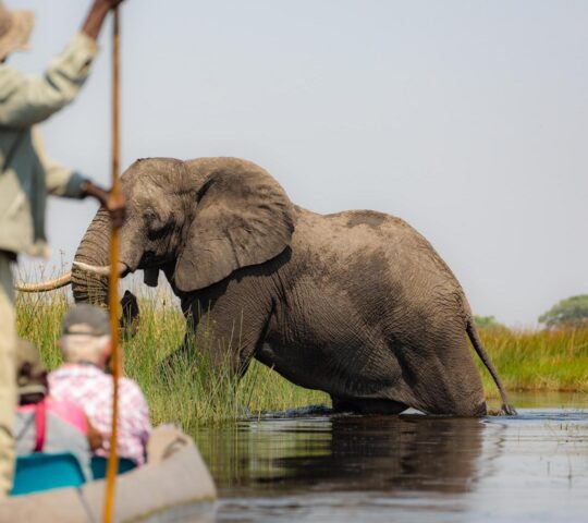 Elephants moving through the Okavango Delta’s quiet, reed-lined channels during a mokoro safari