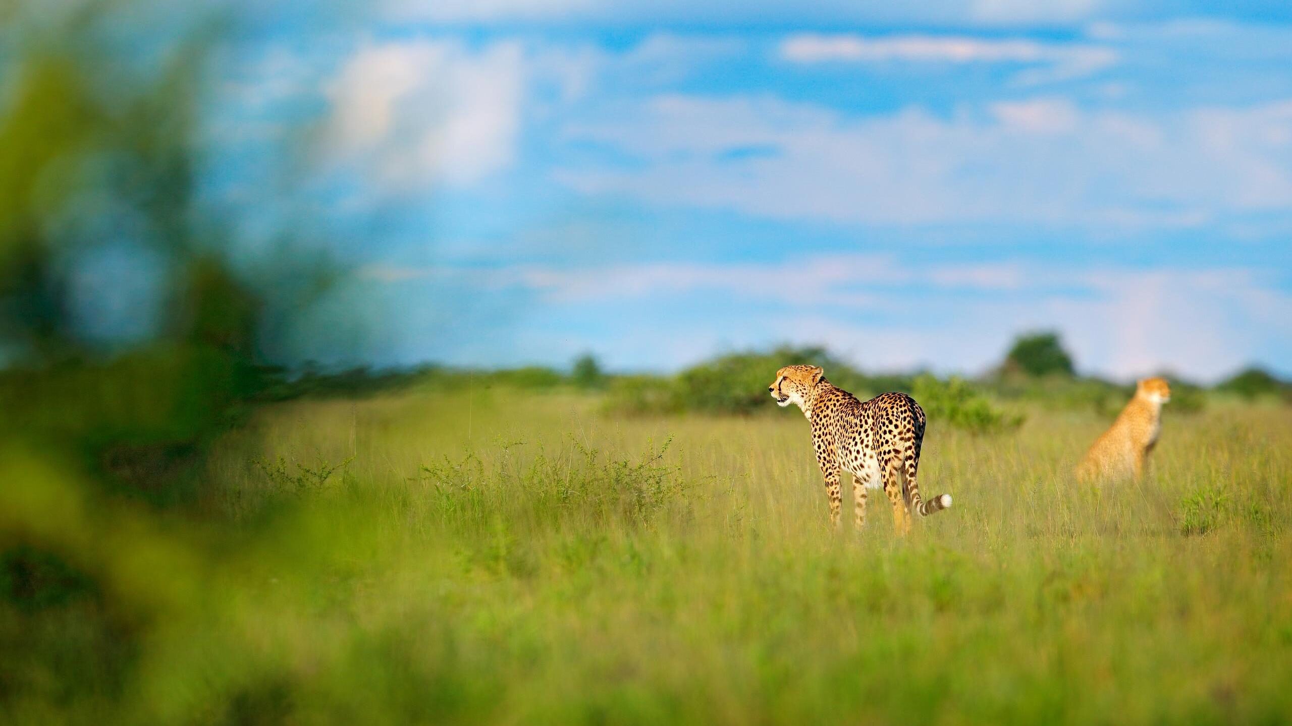 Two cheetahs in the tall grass of the African savanna on a clear day in the Okavango Delta.