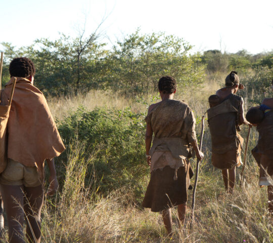 San trackers walking through the Central Kalahari and sharing their knowledge of tracks, plants and the wider environment