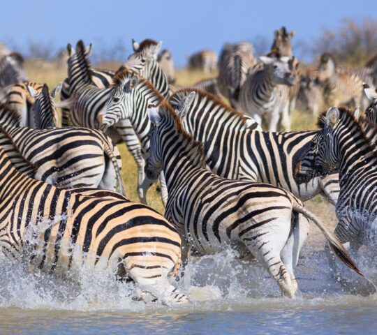 Large herds of zebra during the Makgadikgadi migration in the green season