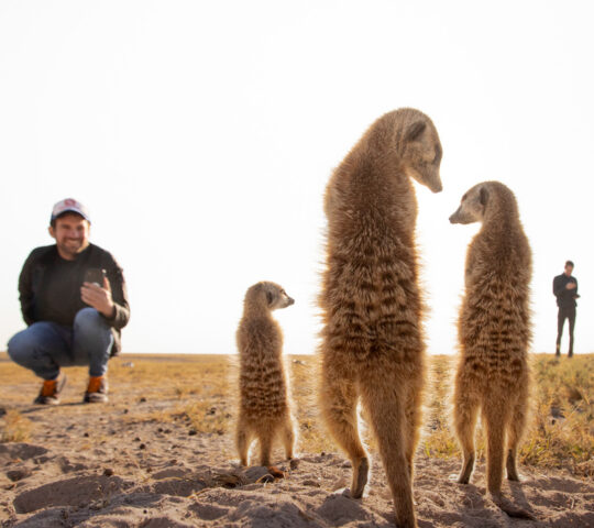 Habituated meerkats at Jack’s Camp, often seen at close range as they emerge and begin their morning routine